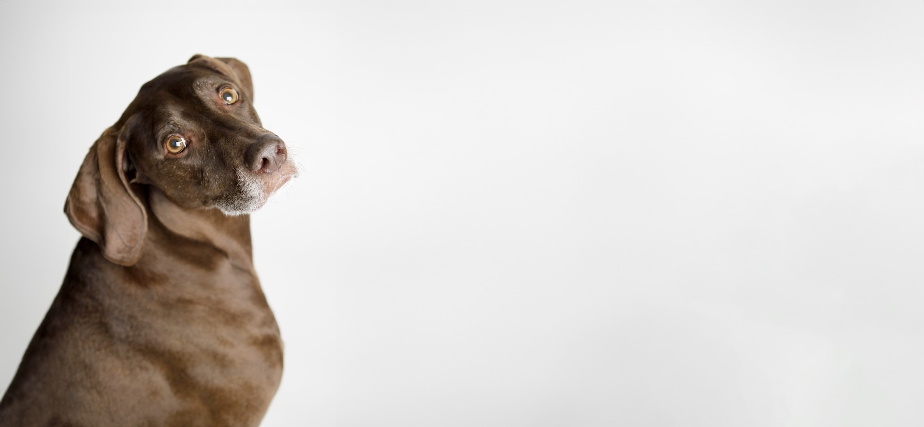 Best Chicago Parks for Dog Photoshoots