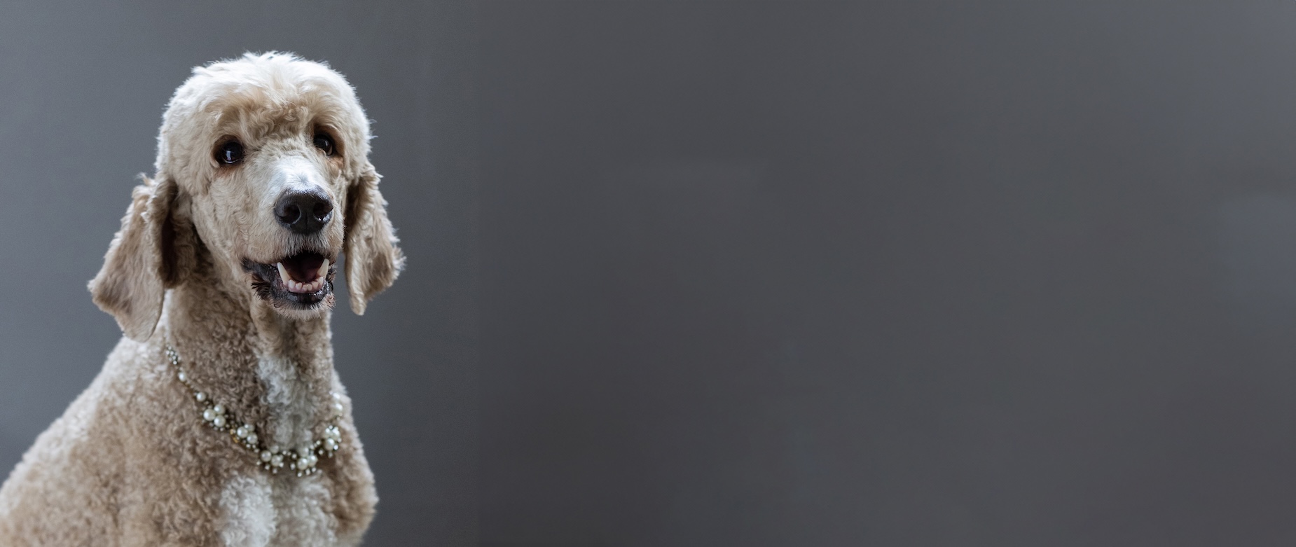 How to Prepare Your Dog for a Photoshoot