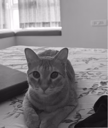 Domestic cat with stripes lying on a floral-patterned bedspread in a sunlit room.