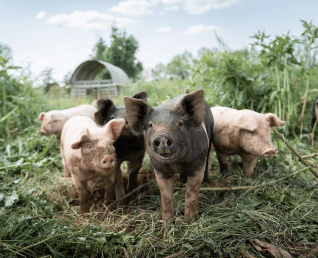 Het waargebeurde sprookje van boer John en de magische aarde