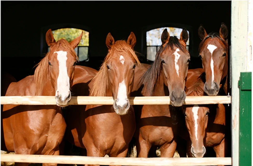 Minerals for your horse: all sorted. Except for yourself.