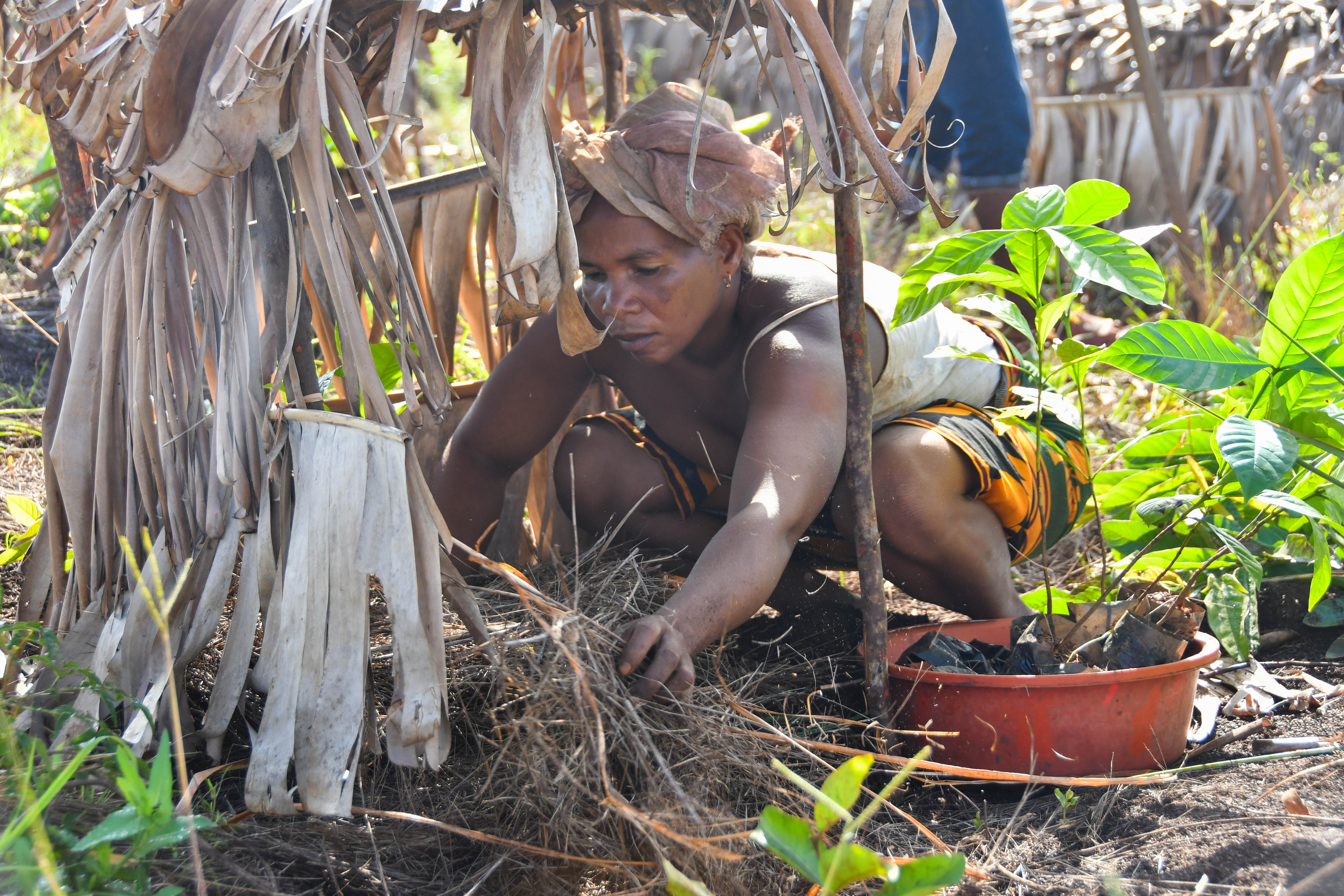 Coffee agroforestry planting, Farafangana District