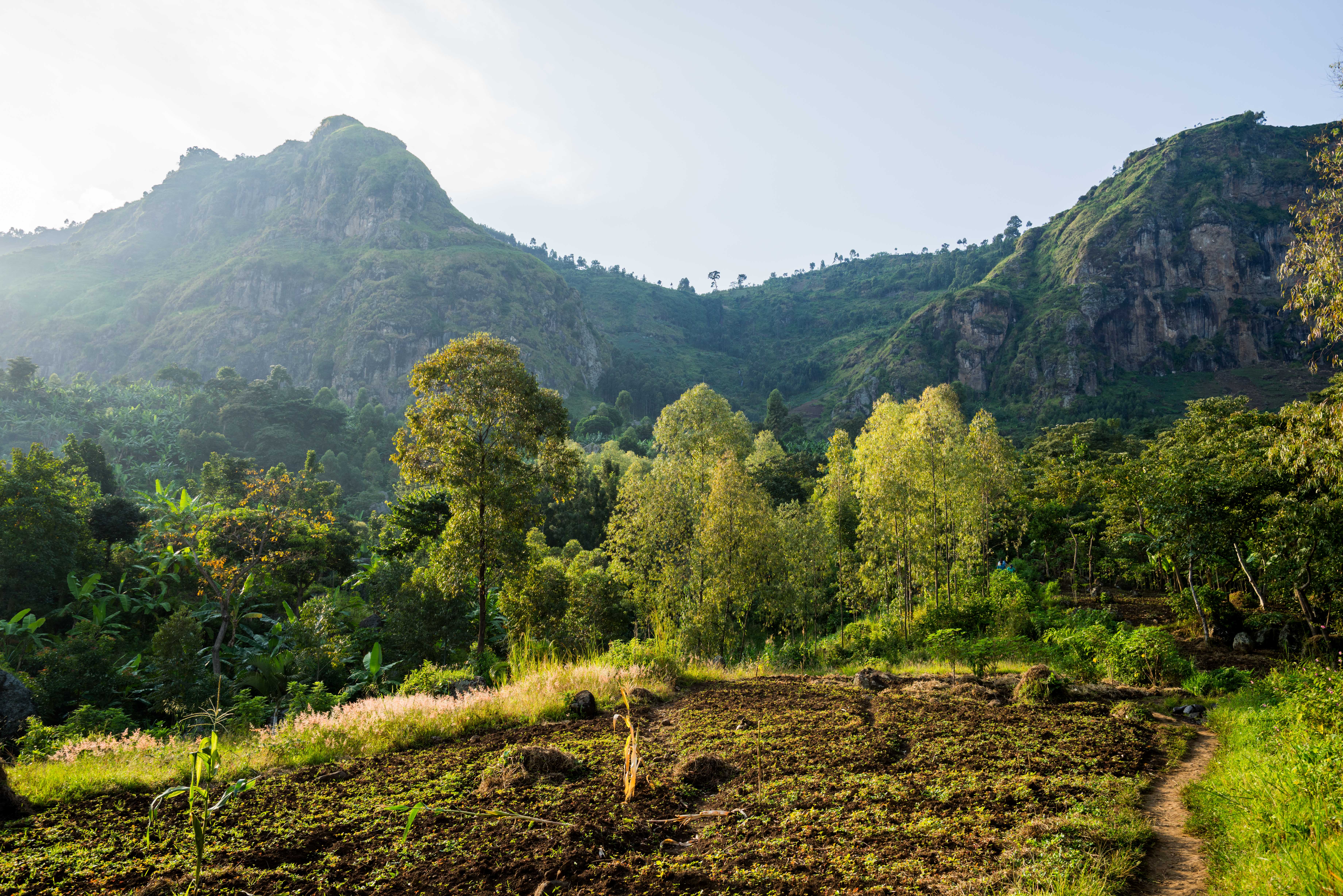 Cultivated hillside farmland below forested ridges in Nebbi District, West Nile, Uganda