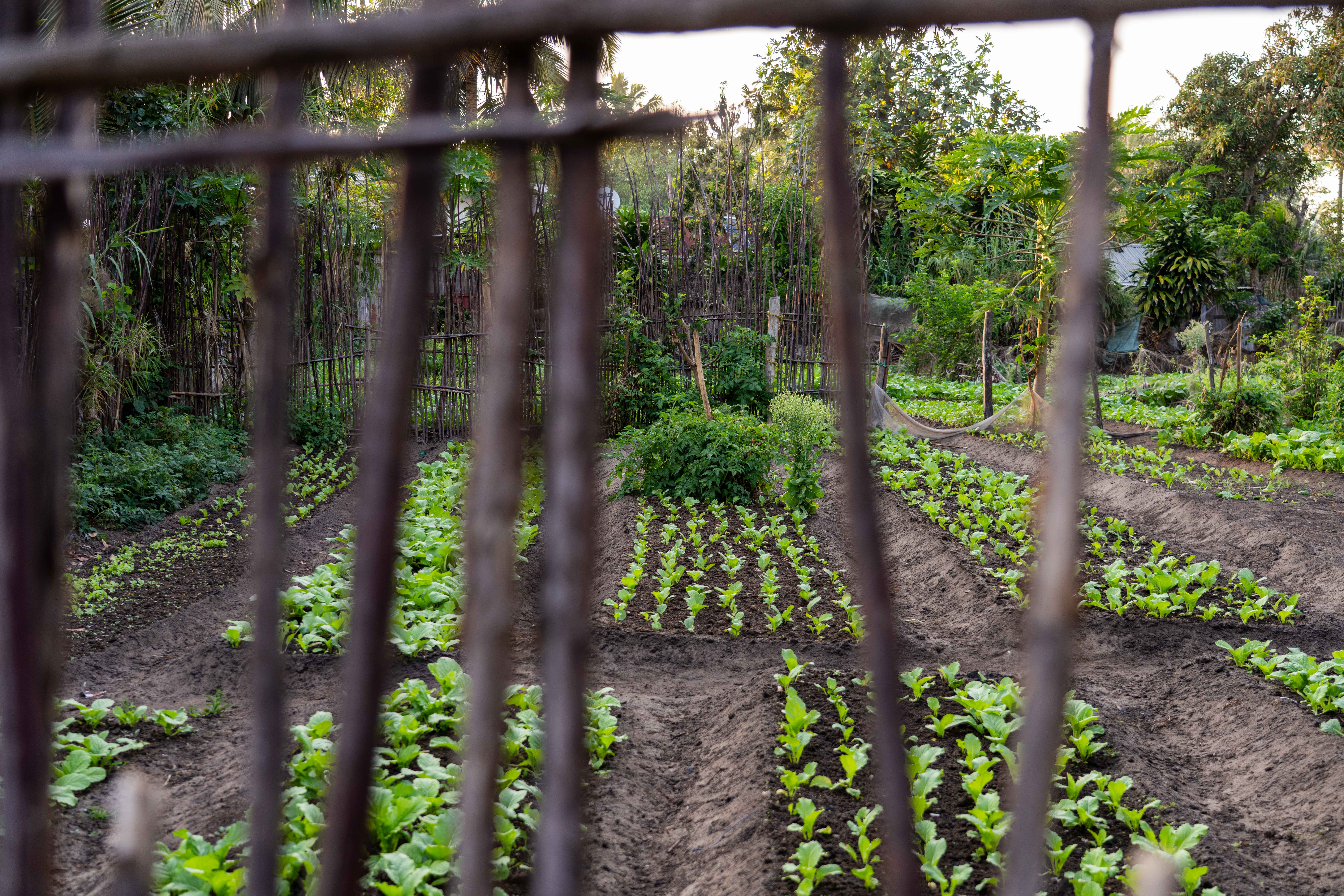 Reforestation as medicine, Farafangana District