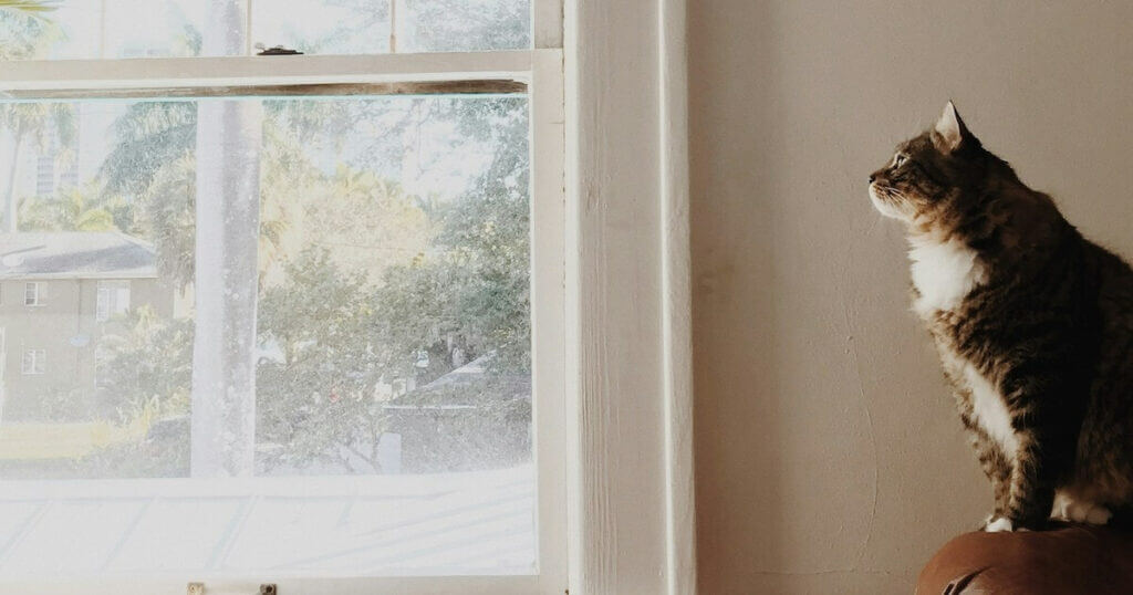 A tabby cat with white markings sits on a piece of furniture, looking out a bright window at palm trees and buildings outside.