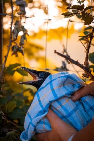A person holds a young bird wrapped in a blue and white checkered towel, with its beak open, surrounded by leaves and golden backlight.