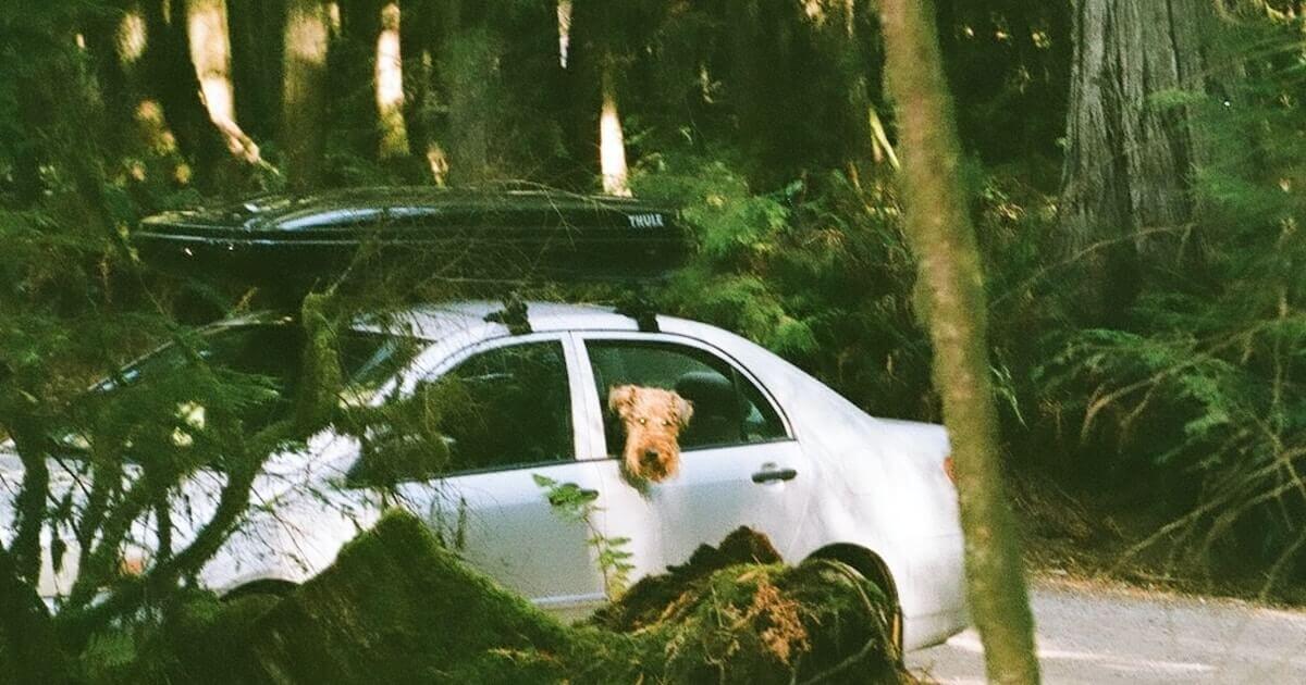A dog looks out the back window of a silver sedan parked by a wooded trail in British Columbia