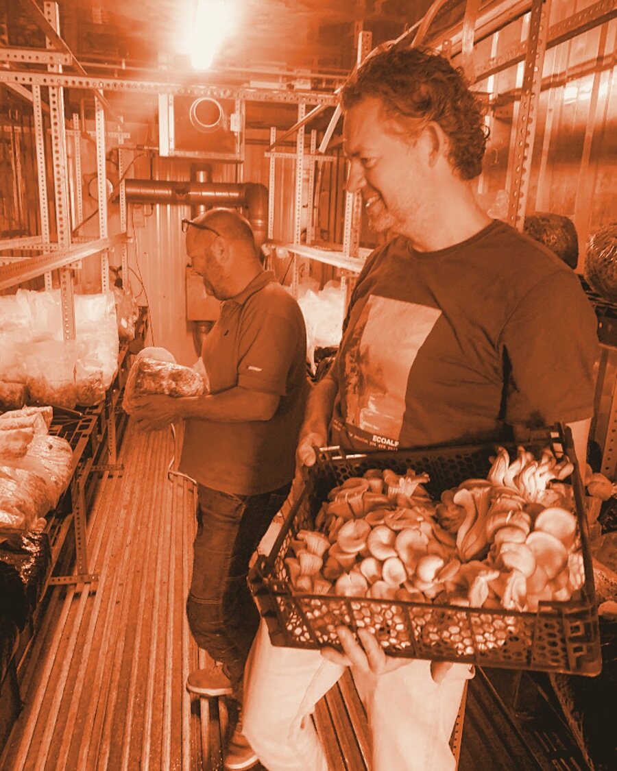 Mark Slegers met een kratje net geoogste oesterzwammen bij Rotterzwam