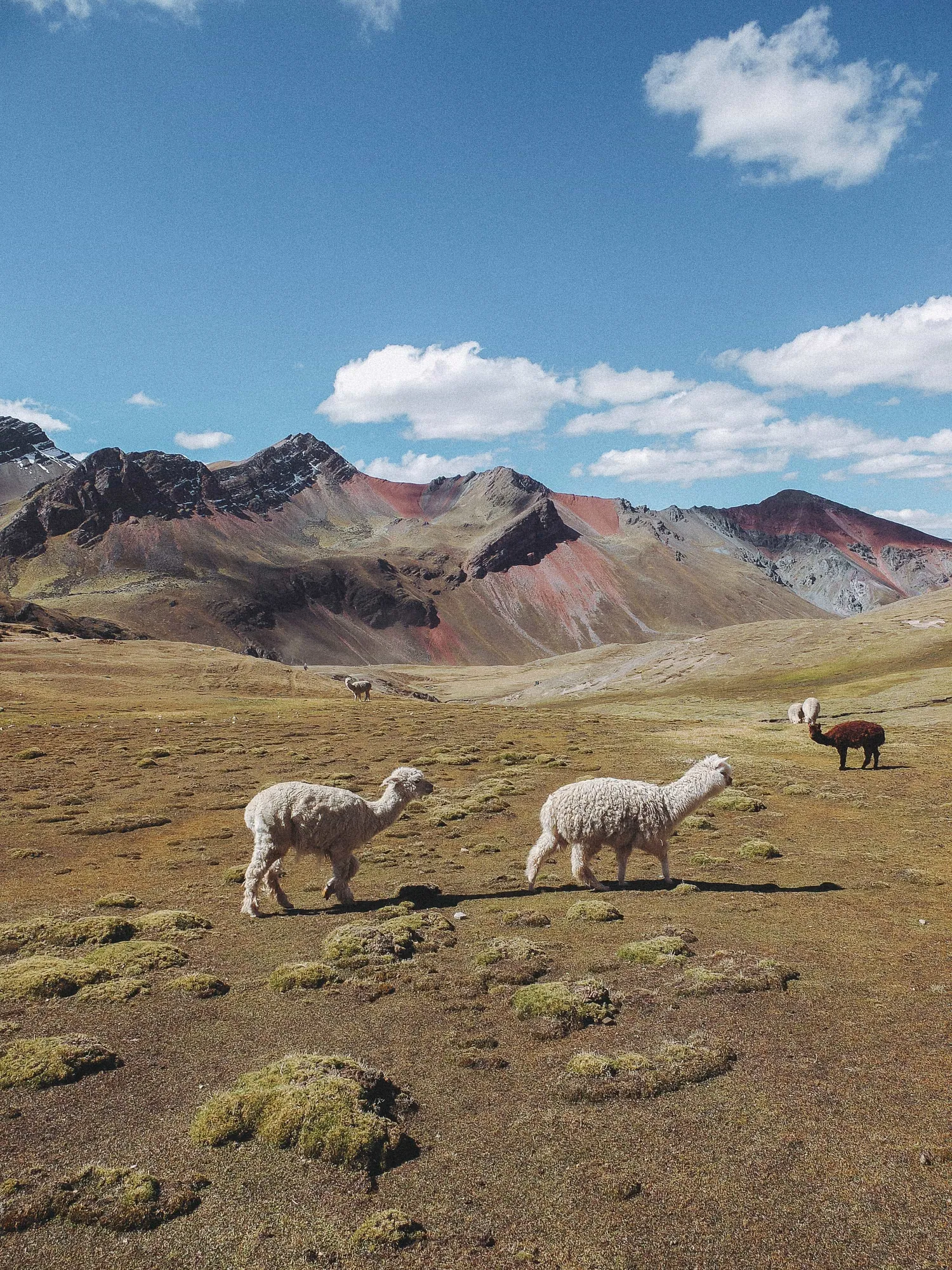Alpacas pastando en una llanura de altura cubierta de musgo en los Andes peruanos