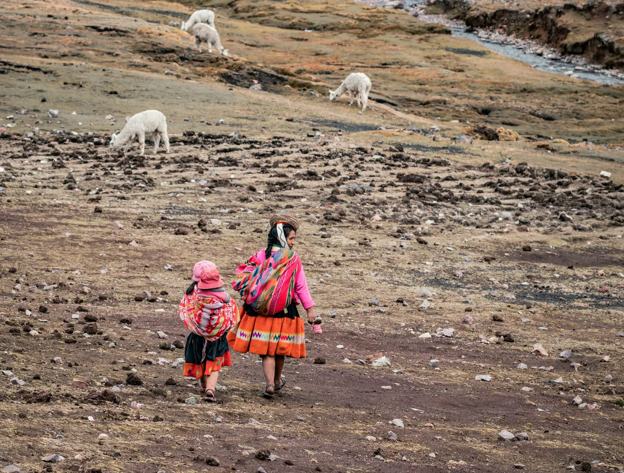 Una mujer y un niño caminan de regreso a casa junto a alpacas que pastan en la sierra peruana