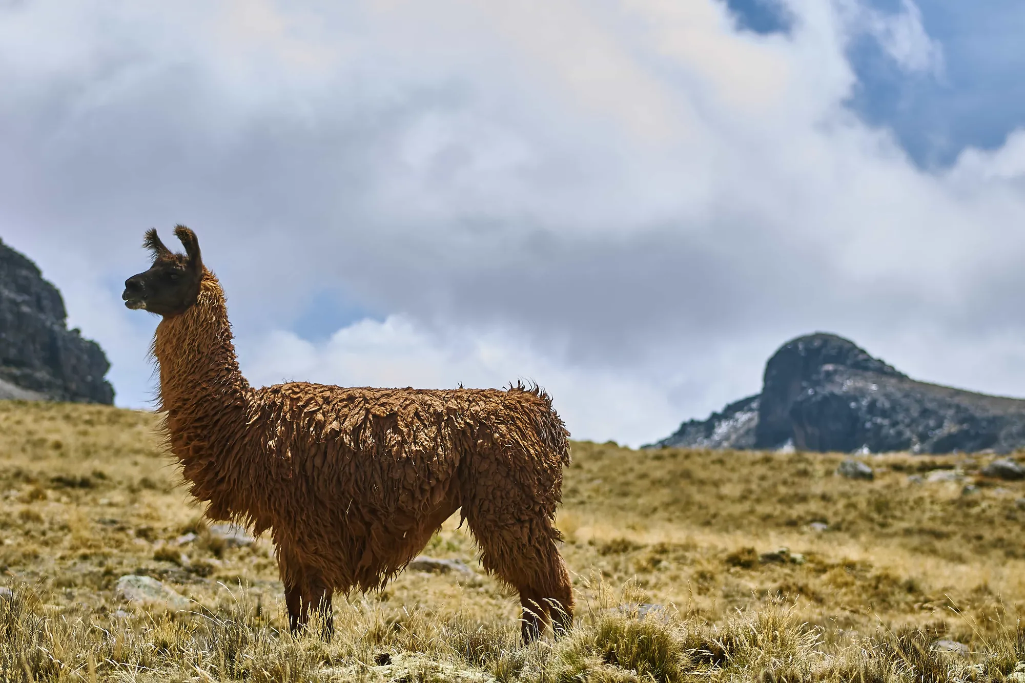 Una llama sobre una cresta de pajonal en los altos Andes