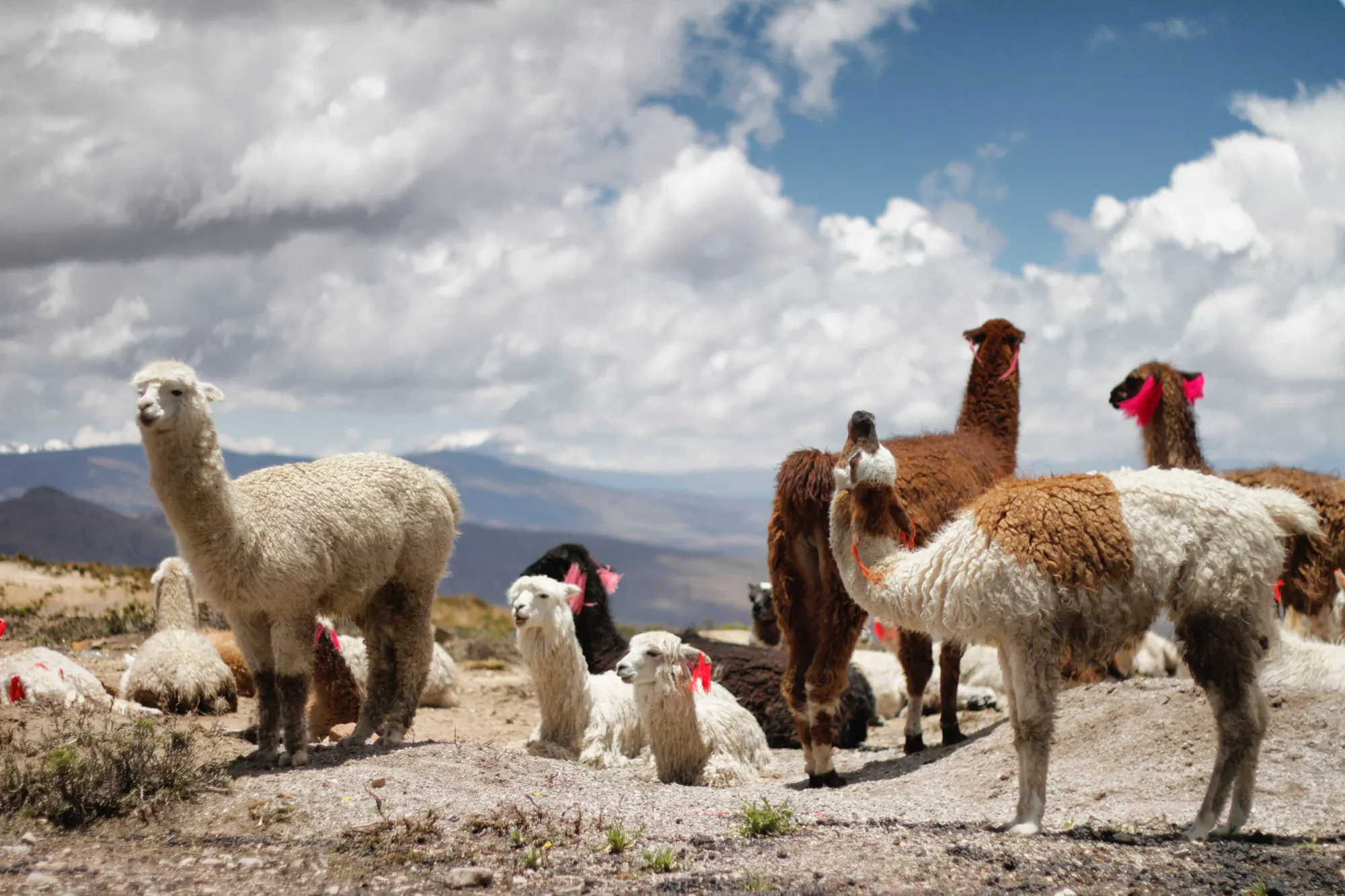Un rebaño pastando en altura bajo grandes nubes de cúmulo