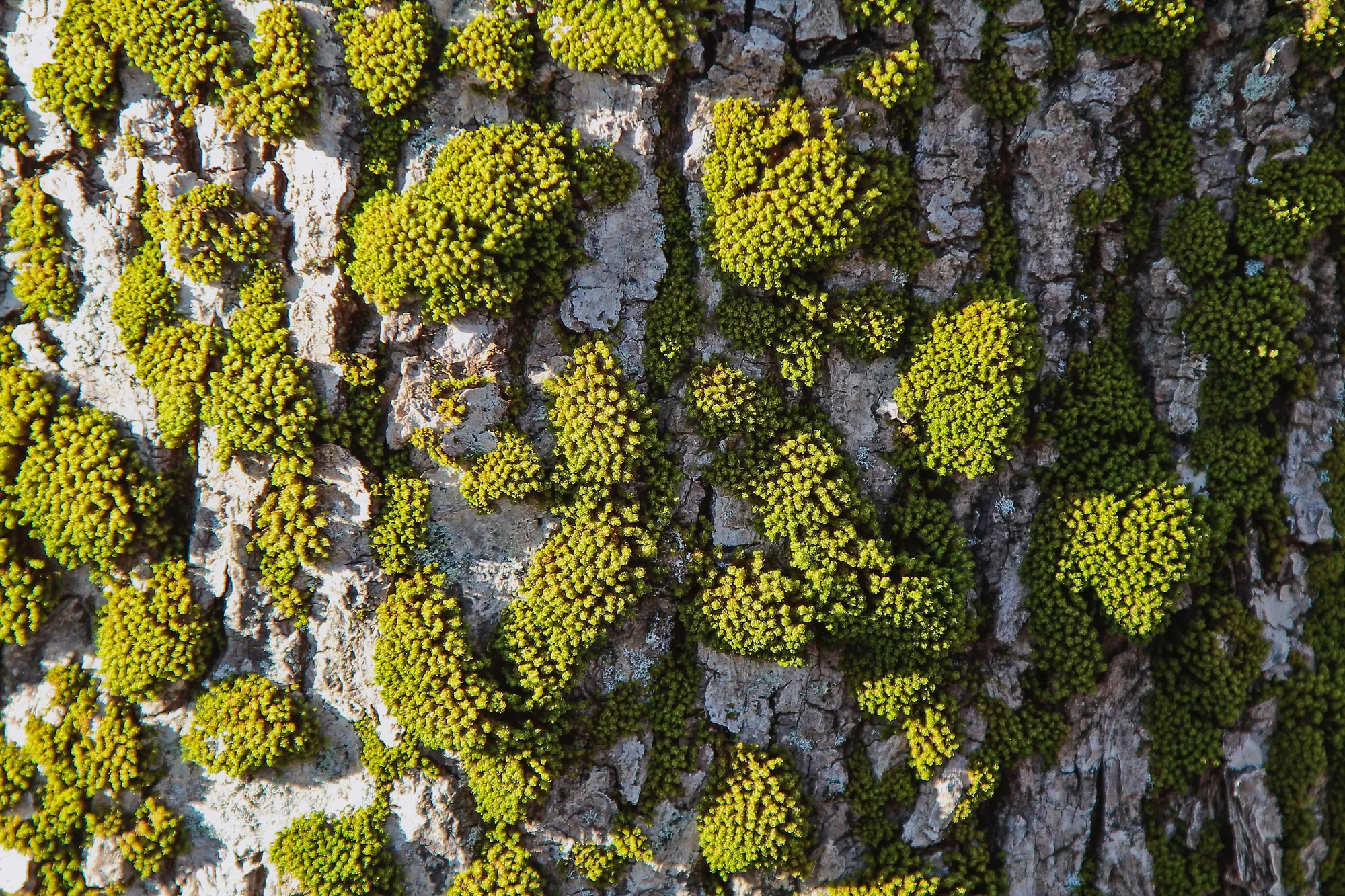 Musgo y liquen cubriendo la corteza de un árbol
