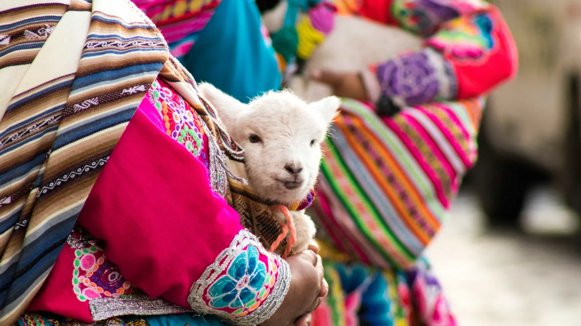 Personas con vestimenta tradicional reunidas, una de ellas sosteniendo una cría de alpaca