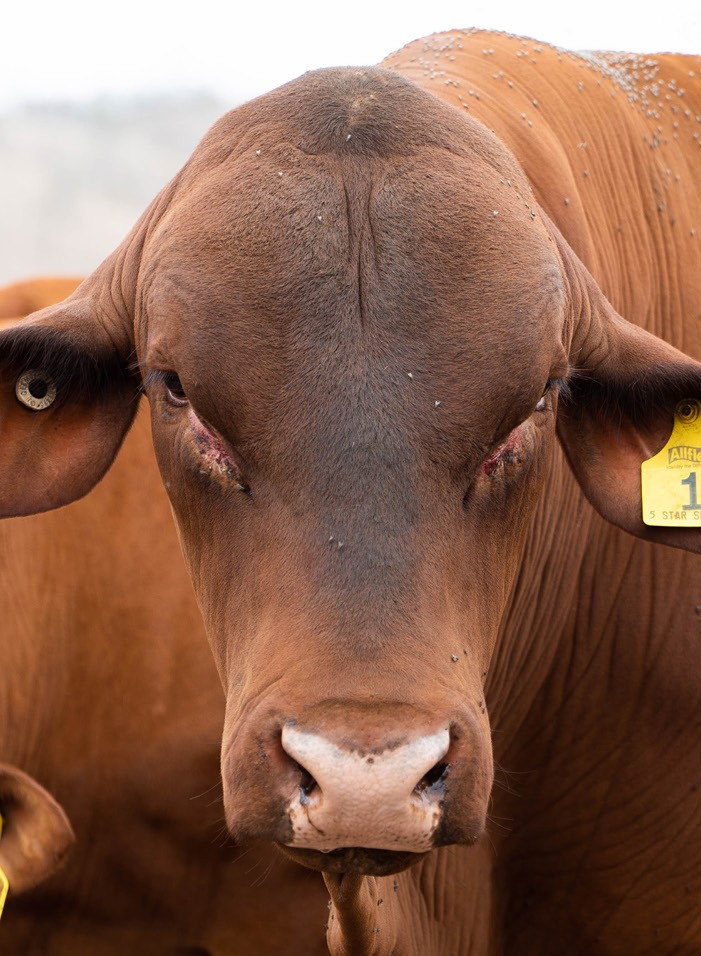 Tropical Taurus bull, photographed on farm