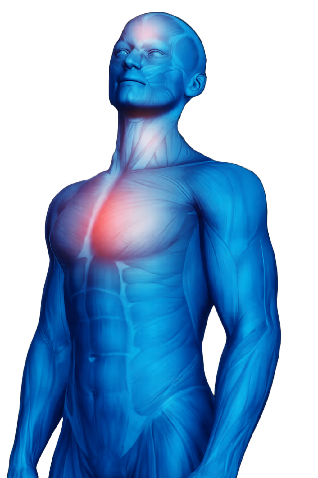 3D rendered muscular human torso with chest area highlighted in red indicating pain or inflammation.