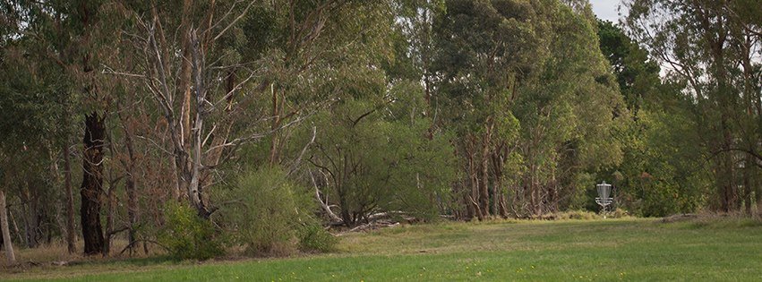 Ruffey Lake Park Disc Golf Course fairway with a disc golf basket set among open grass and mature eucalyptus trees.