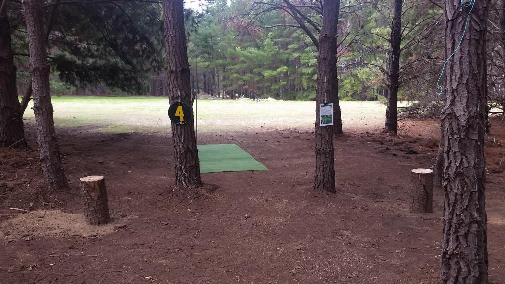 Pine Lines Disc Golf Course hole 4 tee area set among pine trees, with a marked tee pad and fairway opening ahead.
