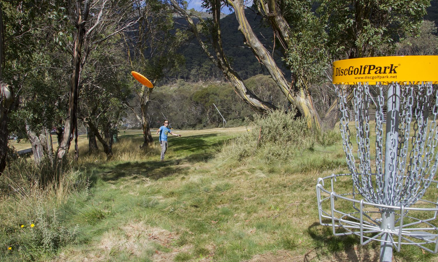 A disc golf basket in the foreground of a grassy alpine slope, a player throwing towards it among snow gums.