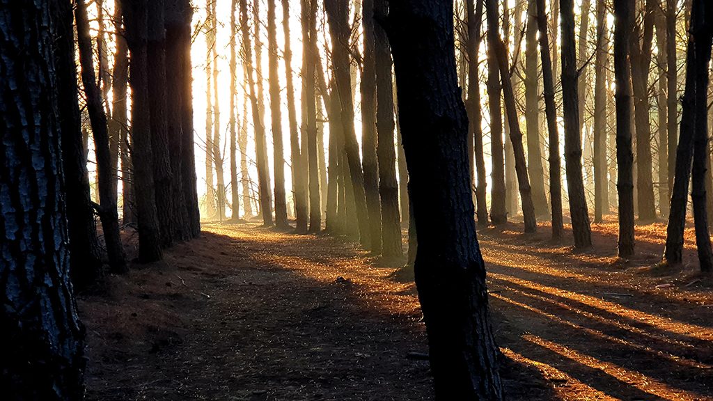Low sunlight streaming between the trunks of a dense pine plantation.