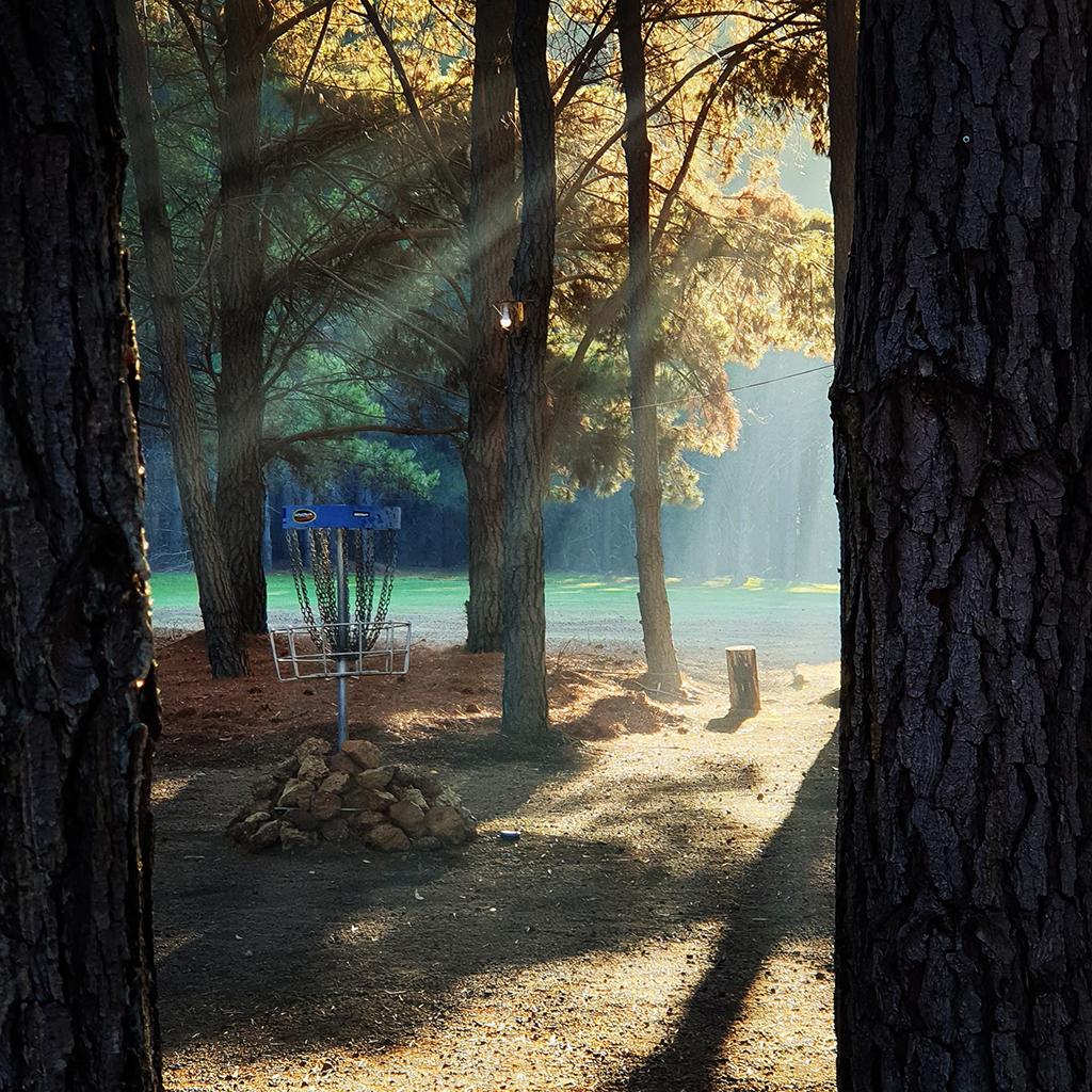 A disc golf basket set among tall pines, with a stone-edged tee area in front.