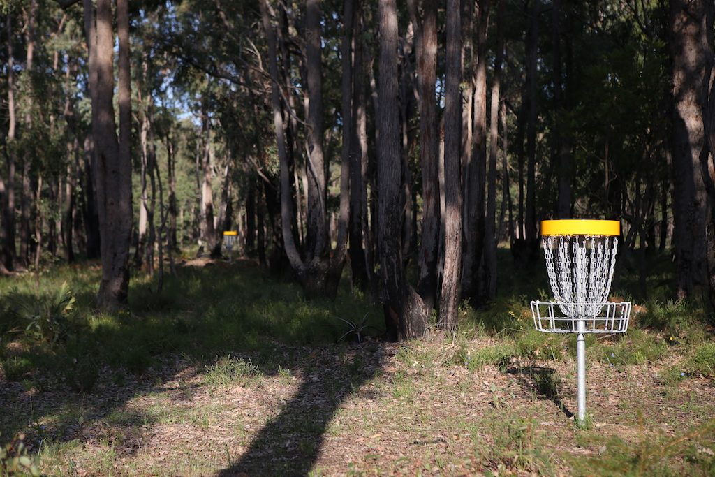 A disc golf basket among tall straight trees in a shaded forest.