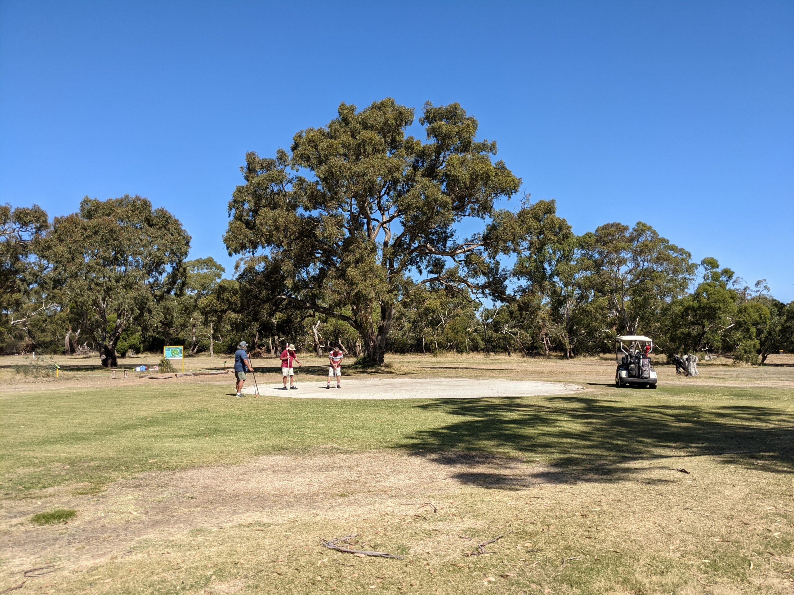 A golf course fairway with players and a buggy beneath a large spreading tree.