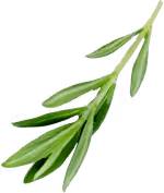 Fresh thyme leaves
