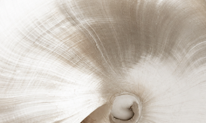 White seashell with a spiral center