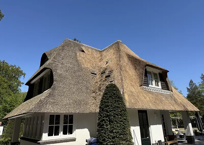 Zo ziet het rieten dak na voltooiing eruit