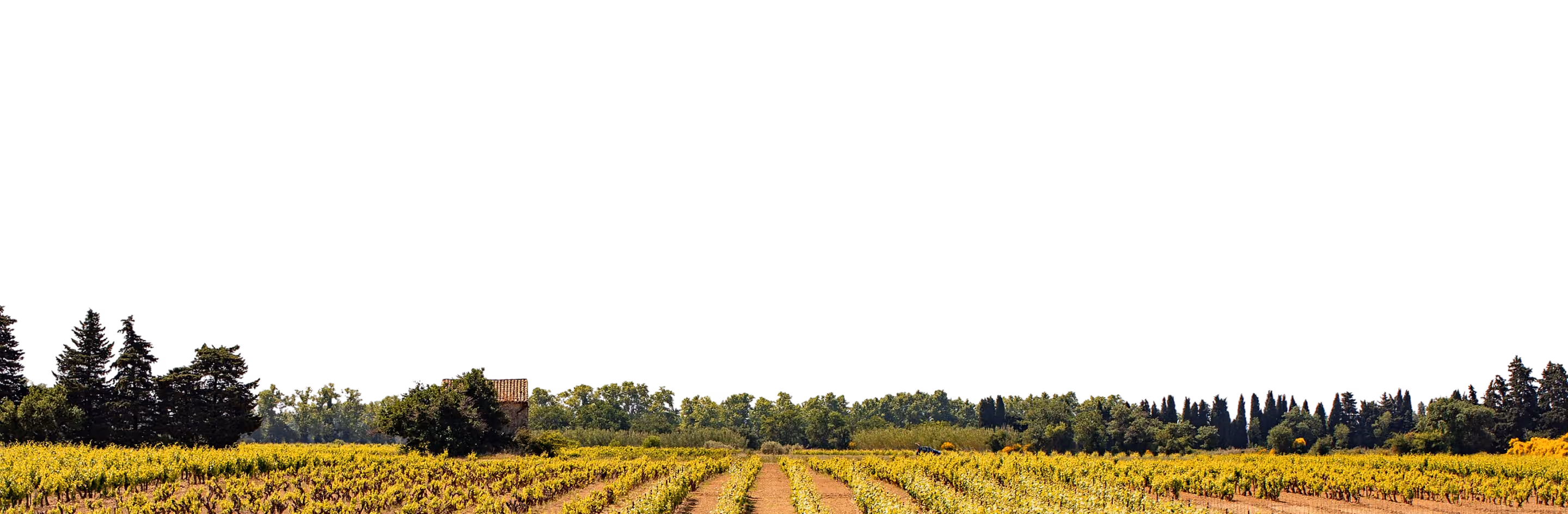 Champ de vignes jaunes avec arbres en arrière-plan sous un ciel noir.