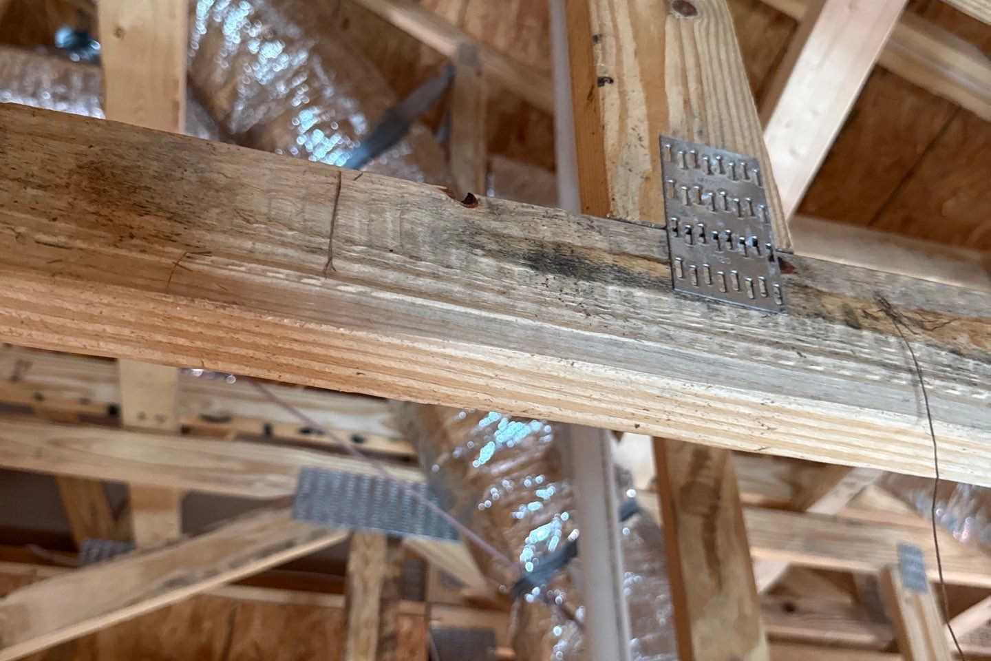 Mold growing on wood