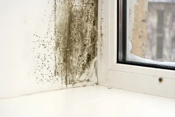 Mold growing around a window due to a moisture problem.