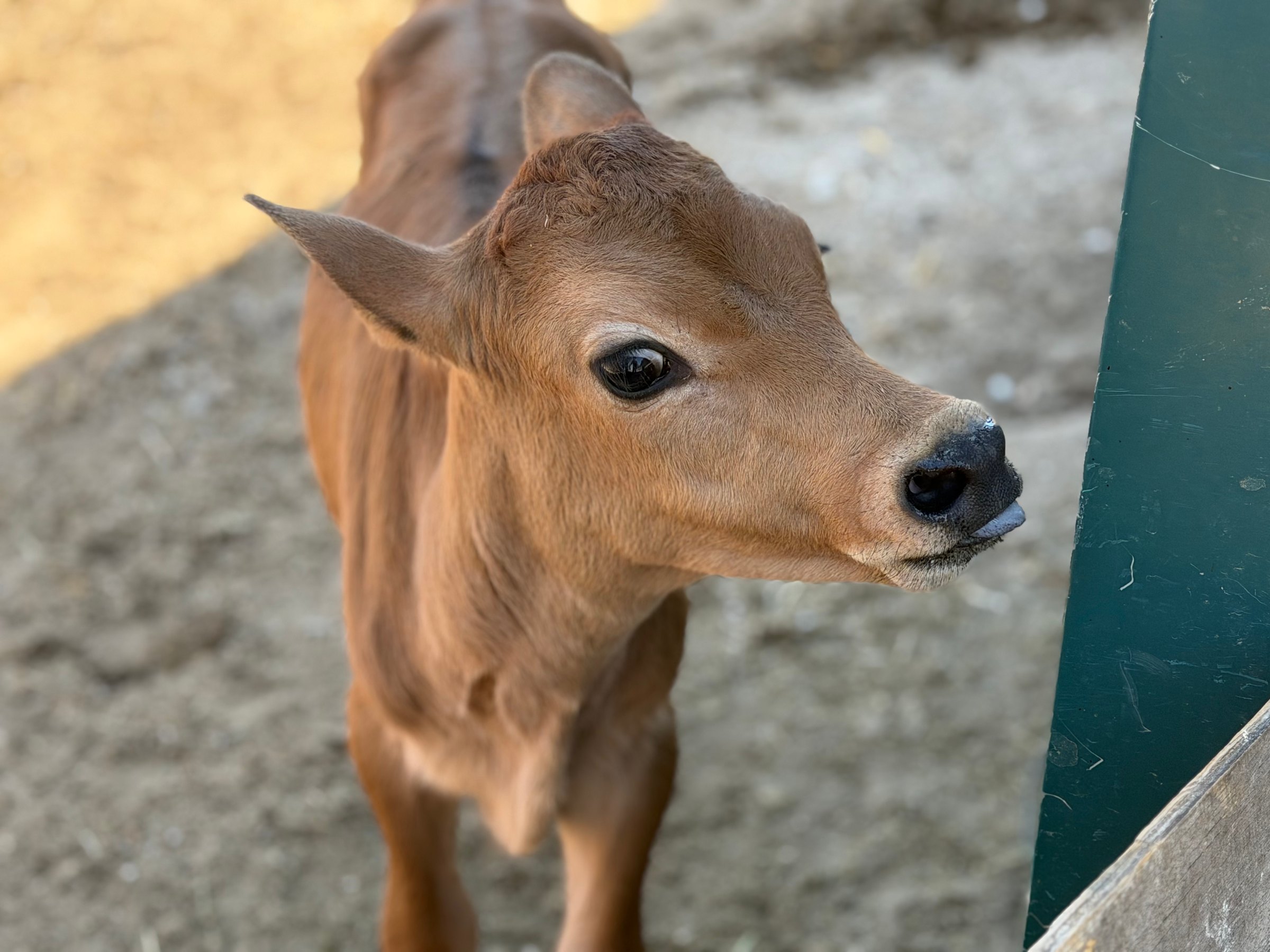 A young Jersey calf looking over a green gate in the barnyard at Raven's View Farm