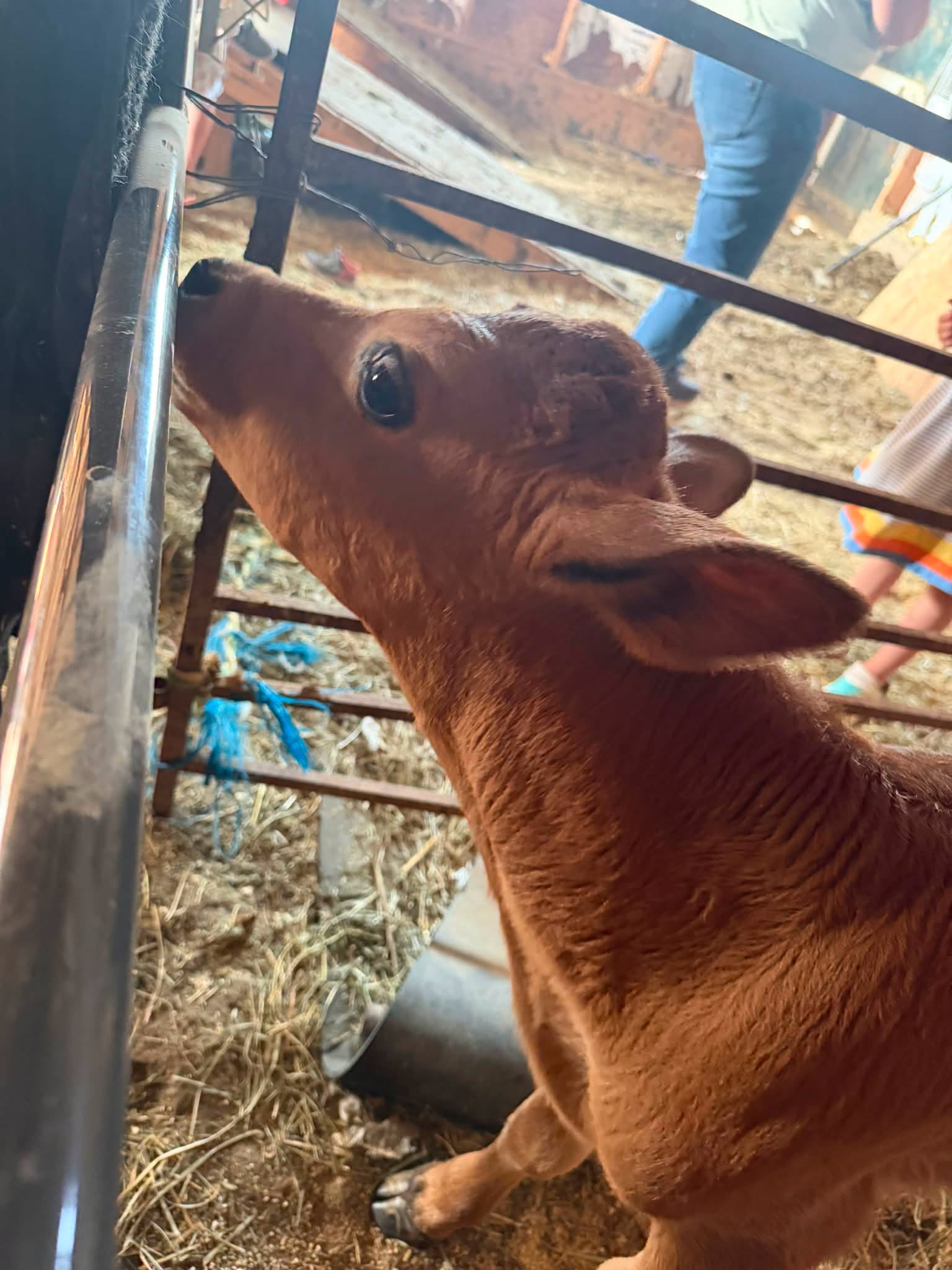 A brown Jersey calf stretching its nose over a barn panel in the straw-bedded pen