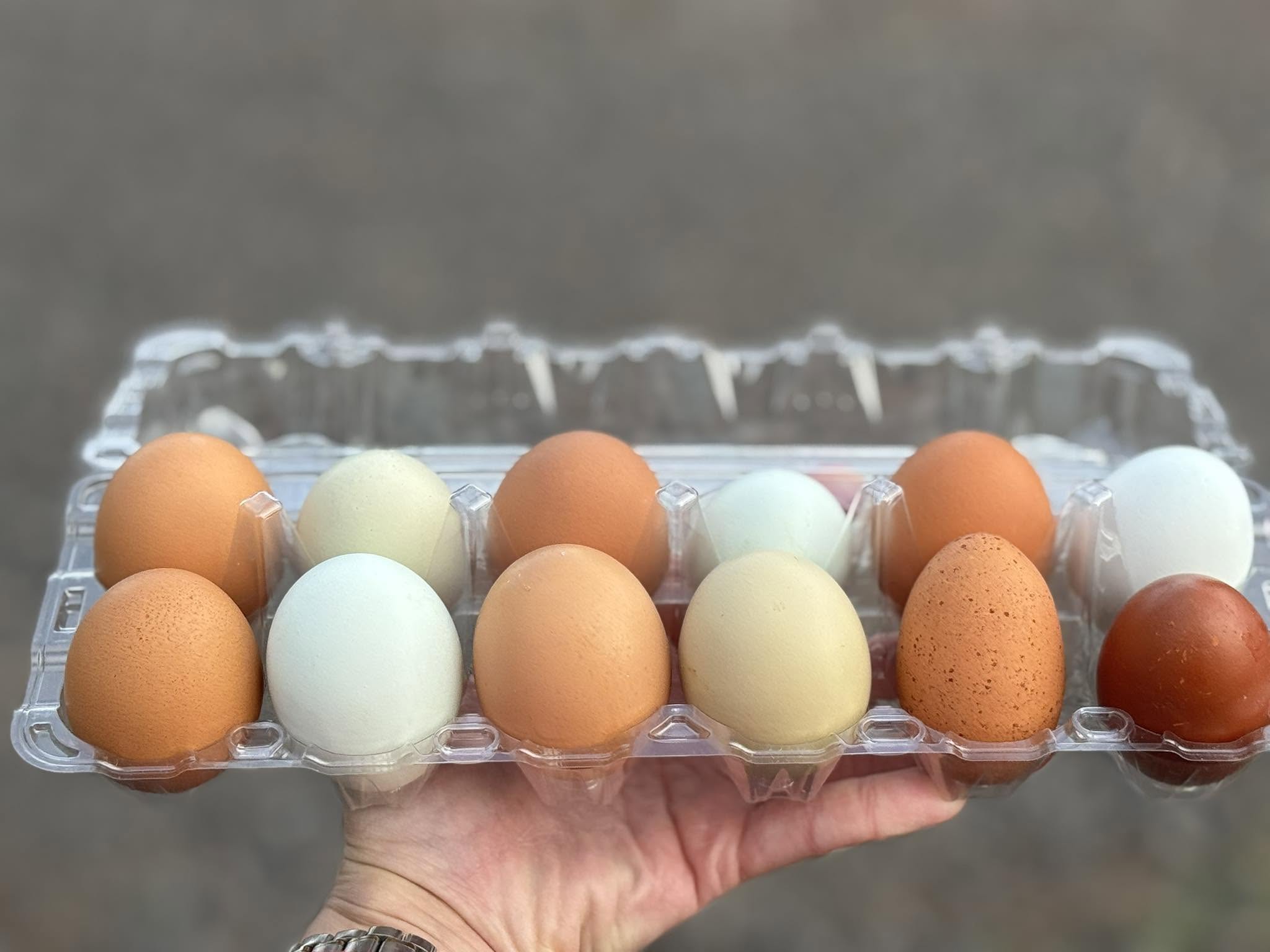 A hand holding a carton of free-range eggs in brown, cream, blue and speckled shells from Raven's View Farm