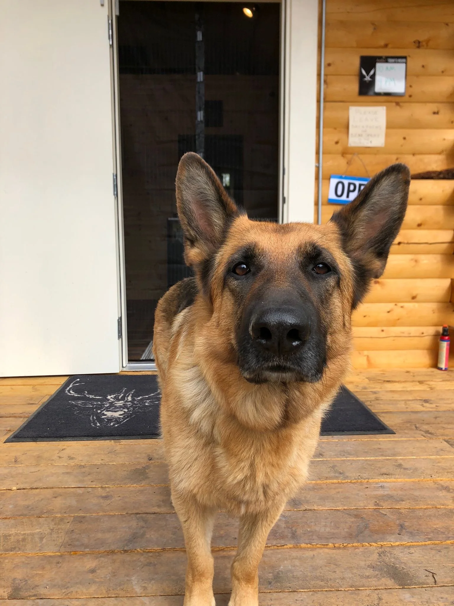 a Copper Nugget shop doggo