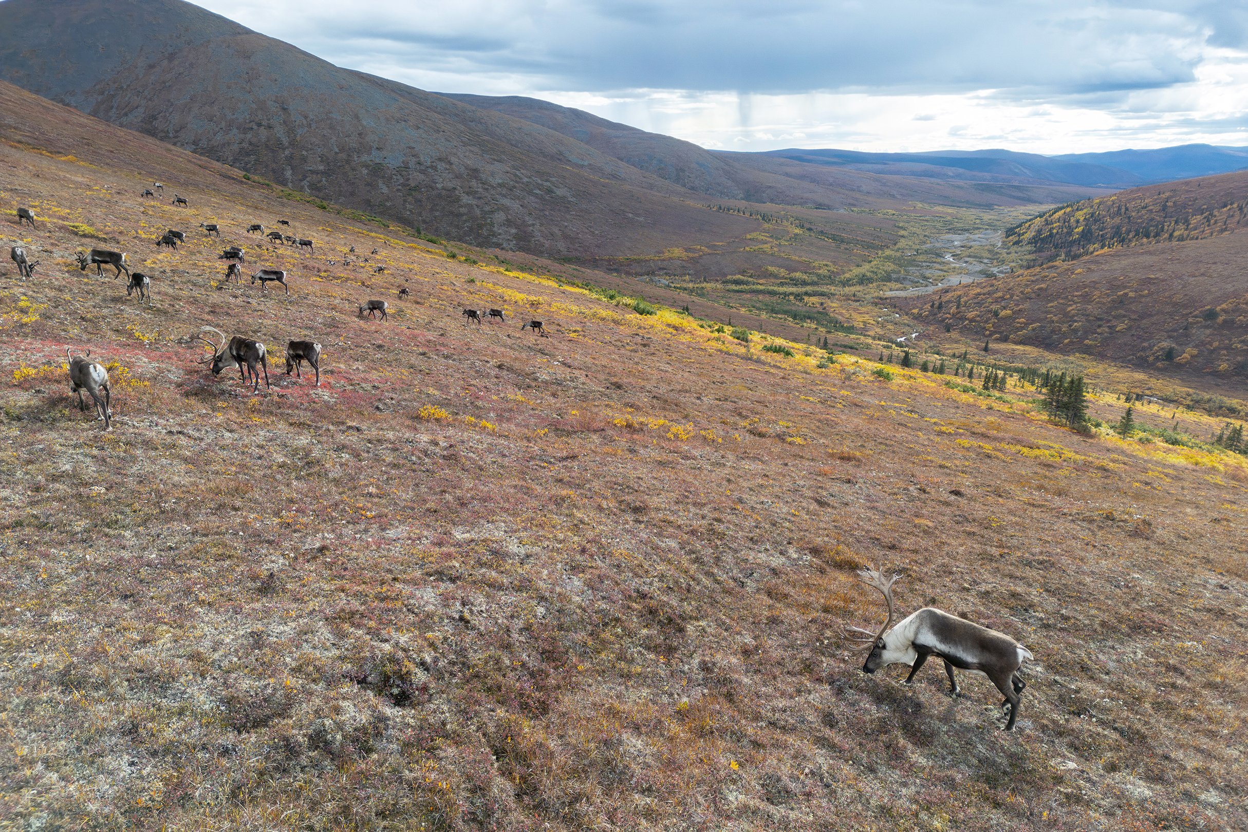 GOOD Travels: The Incredible Journey of the Fortymile Caribou