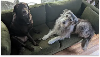 Jacob's dogs Obi and Rusty on the couch