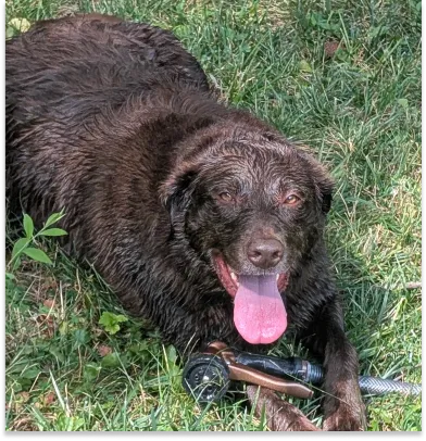 Jacob's dog Rusty lying in the grass