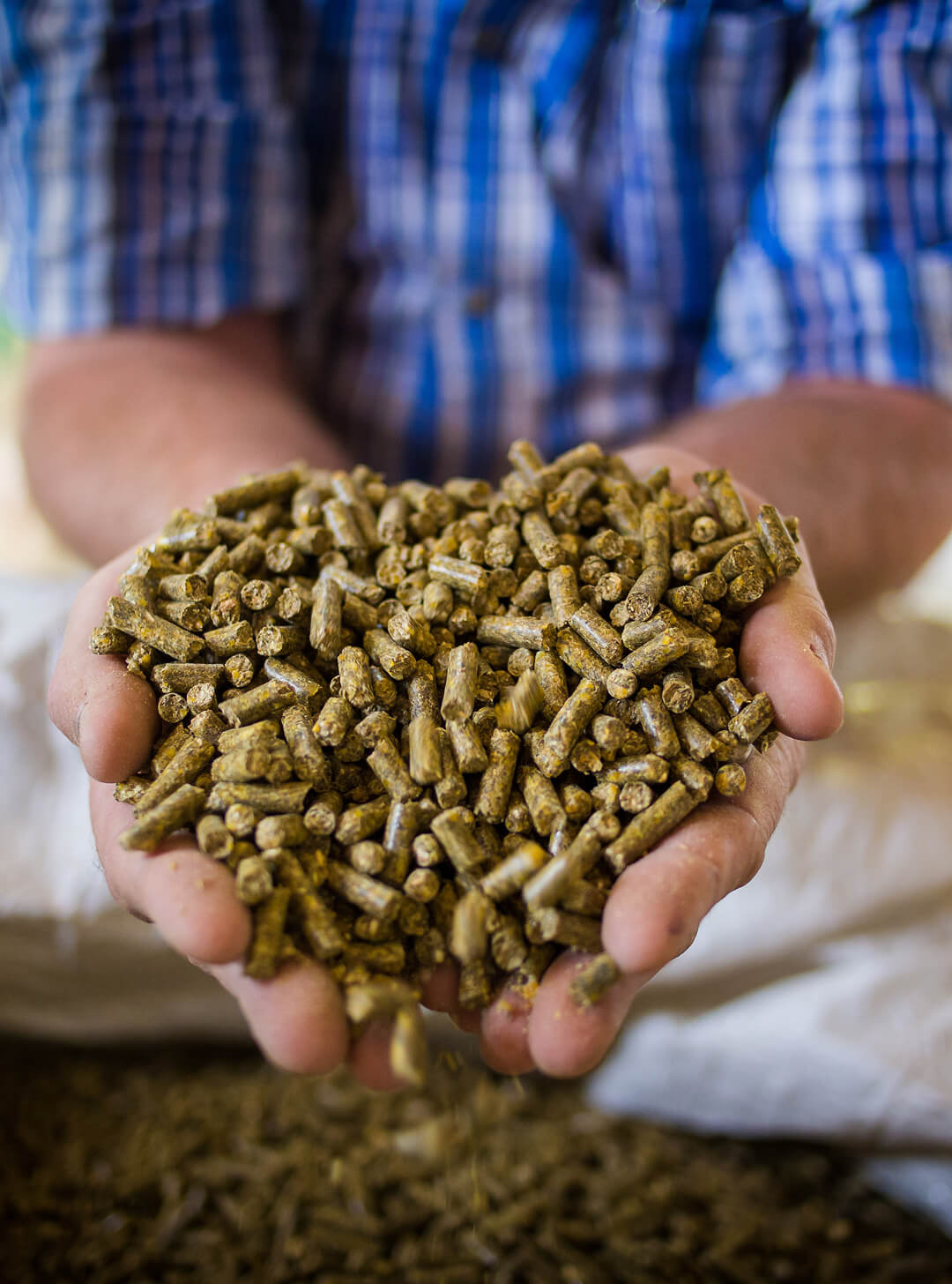 Hands holding brown cylindrical animal feed pellets with more pellets below.