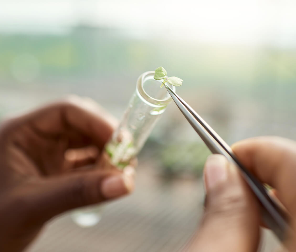 Hands placing a small green plant cutting into a clear test tube using tweezers.
