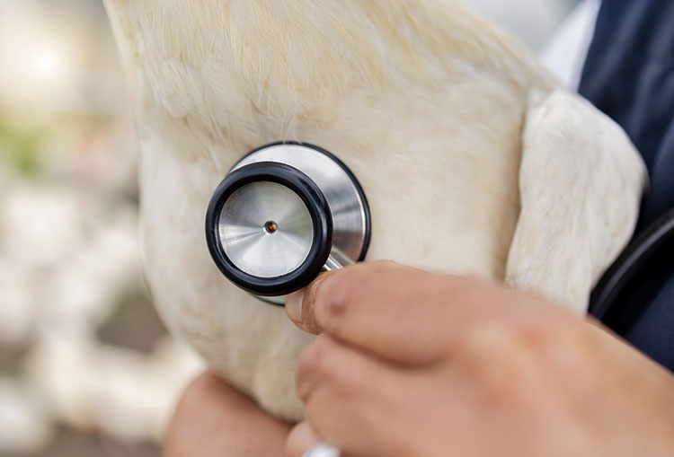 WISEcode Labs Regenerative Farming Livestock