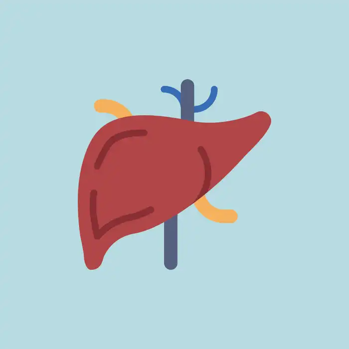 What are Liver Enzymes, and How Does a Doctor Quantify Liver Enzyme Levels?