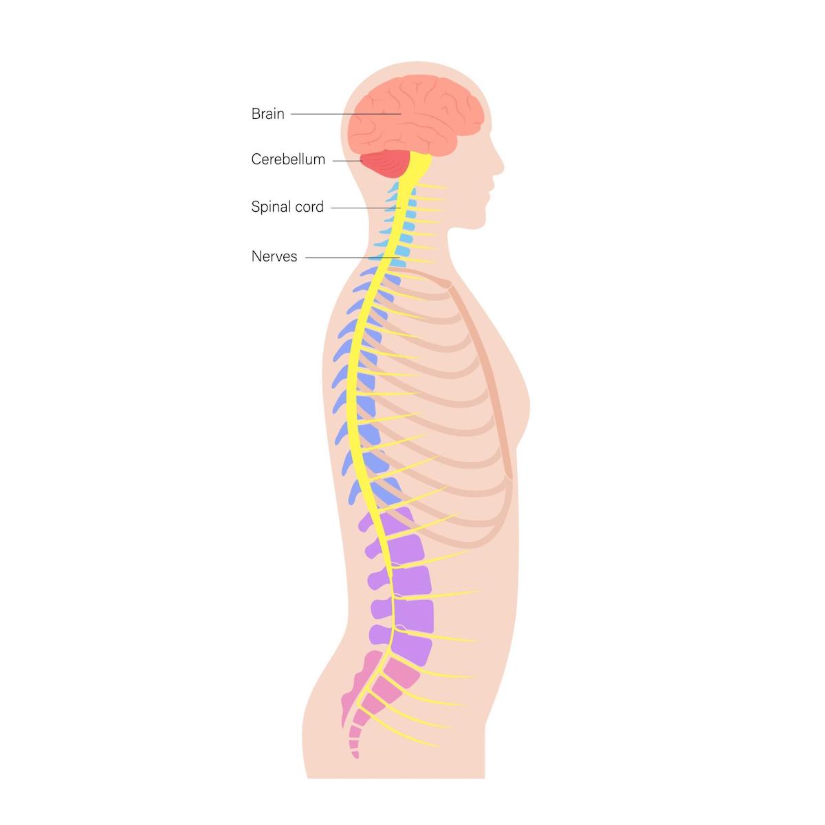 Diagram of human nervous system with labeled brain, cerebellum, spinal cord, and nerves throughout body
