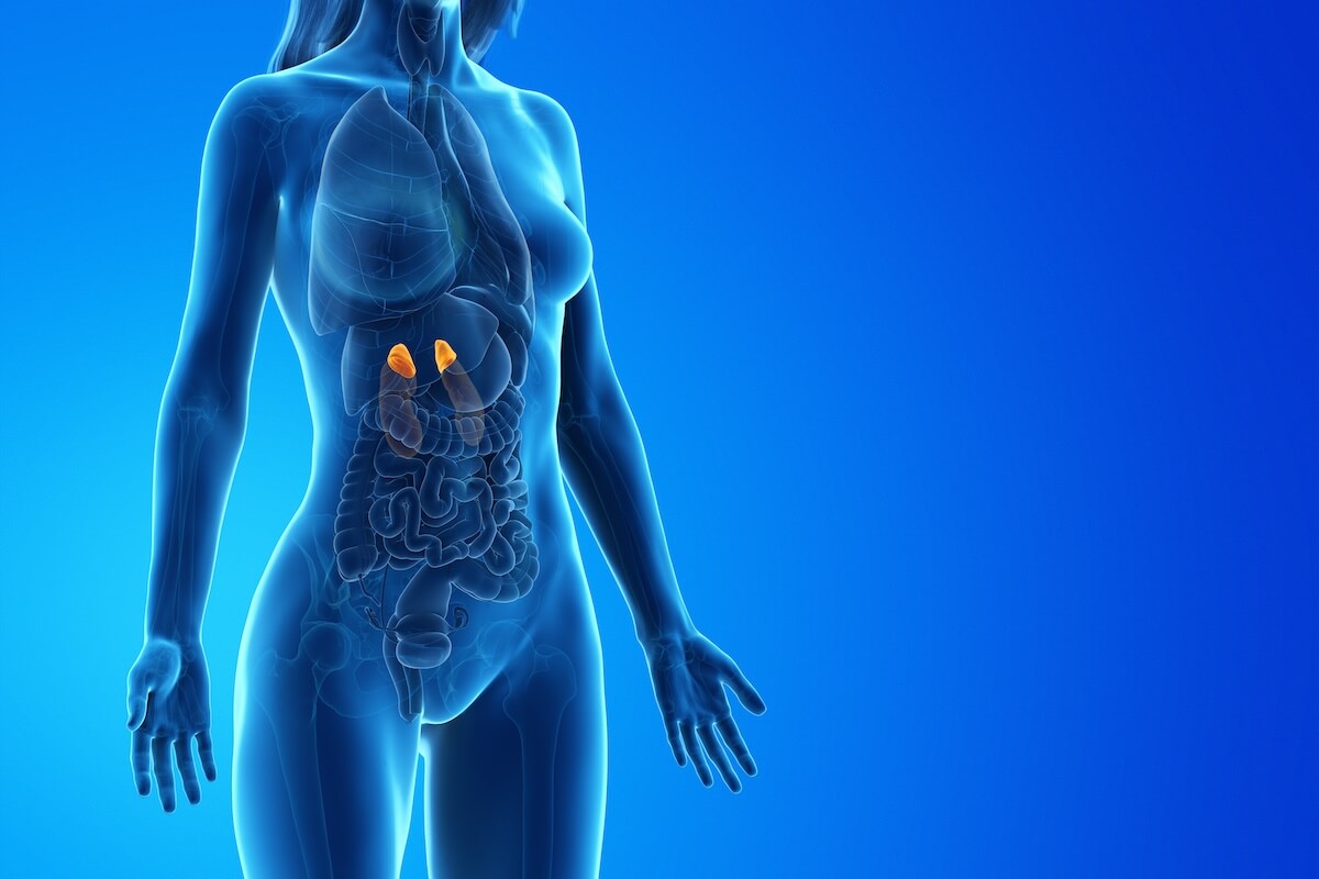 3D medical illustration of female anatomy with highlighted adrenal glands in orange against blue background