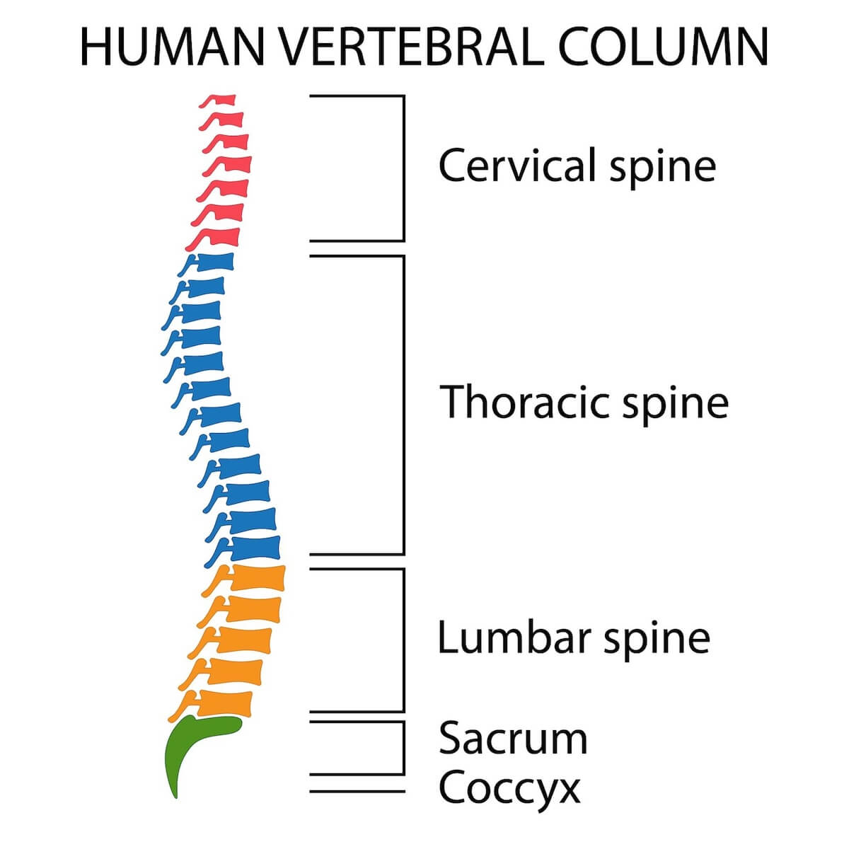 Diagram of human vertebral column showing cervical, thoracic, lumbar spine, sacrum and coccyx