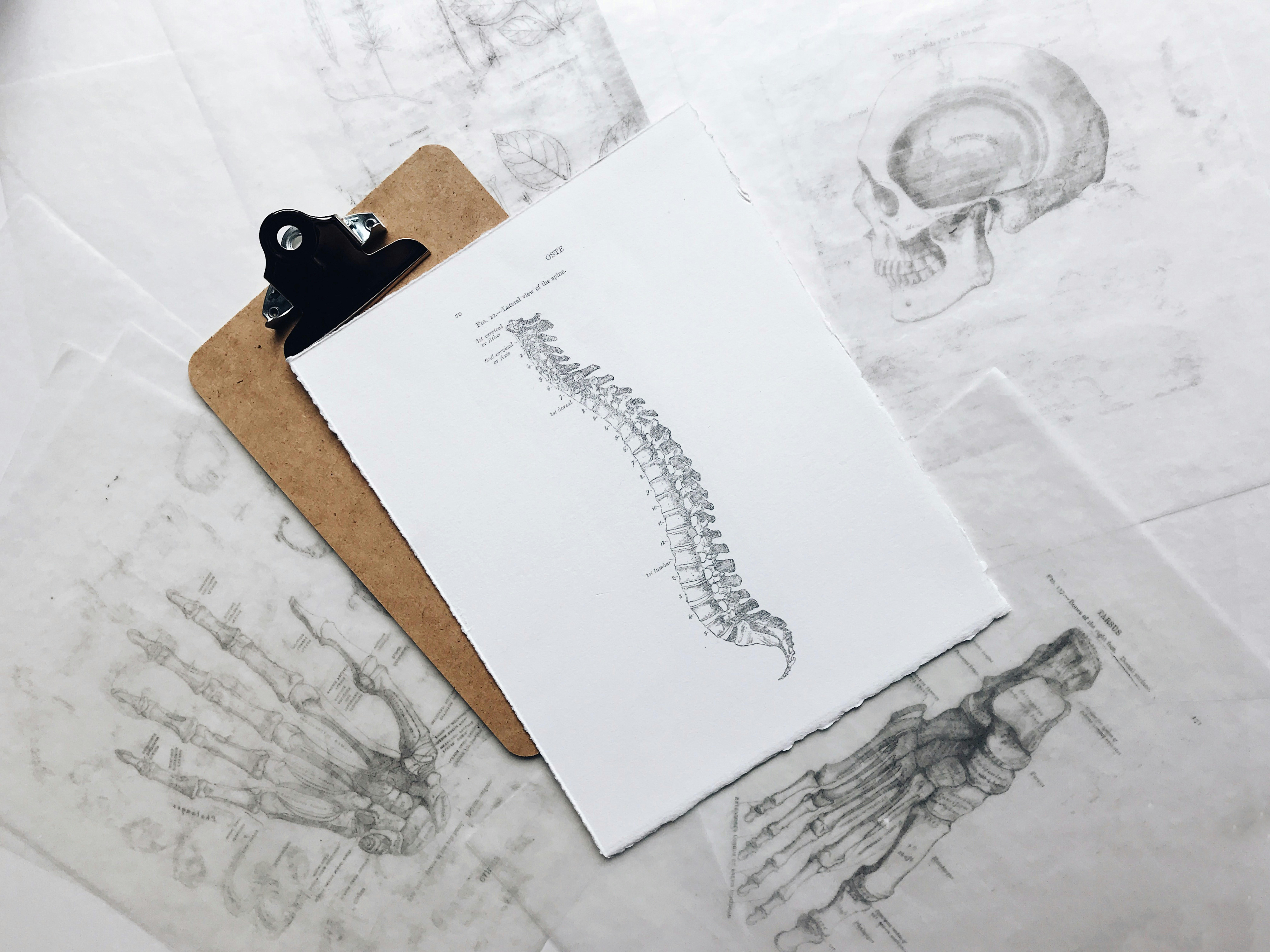 Schematic of the spine