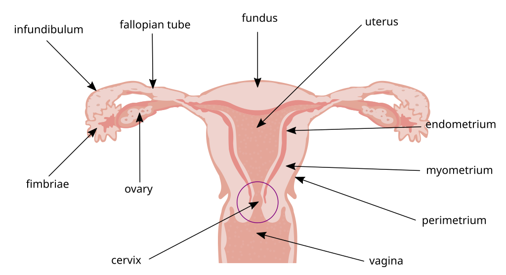 Female reproductive system diagram with labeled anatomical parts: ovaries, fallopian tubes, uterus, cervix, and vagina