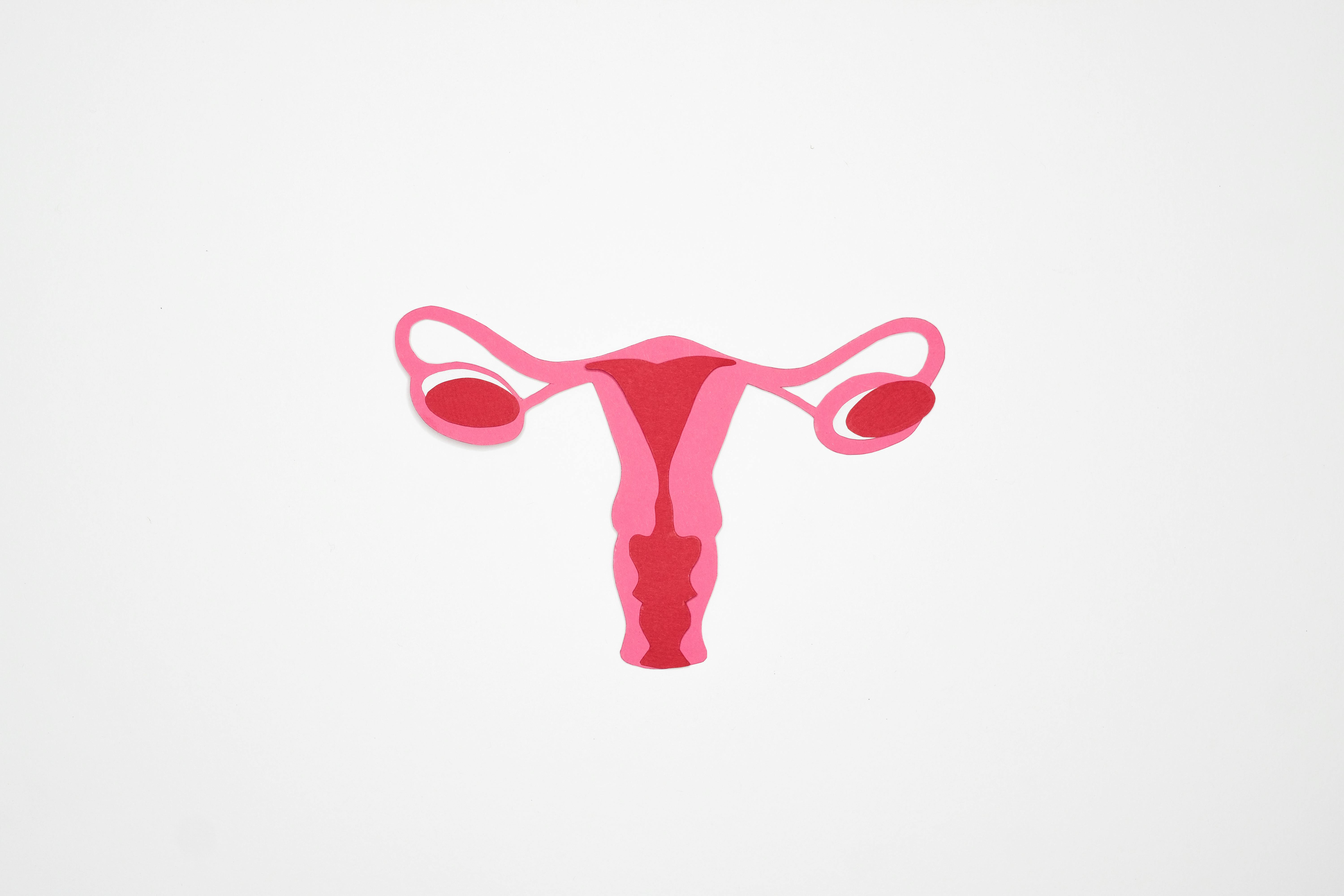 Uterus reproductive system illustration in pink and red tones on light background